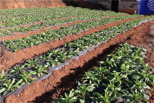 干企再話(huà) 致富經(jīng) ,產(chǎn)業(yè)興旺信心足 塔甸鎮(zhèn)召開(kāi)產(chǎn)業(yè)發(fā)展及產(chǎn)業(yè)扶貧座談會(huì)