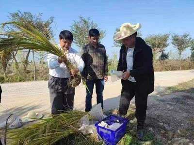 安徽:科技小院顯身手 鄉村振興添動力
