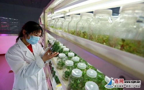 連云港東海 科技驅動讓農(nóng)業(yè)更豐 甜