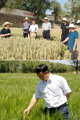 【社會服務(wù)紀(jì)實】農(nóng)學(xué)院黨委抓黨建促鄉(xiāng)村振興紀(jì)實-甘肅農(nóng)業(yè)大學(xué)