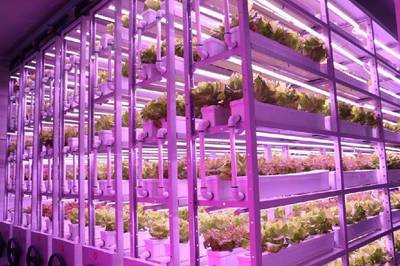 農(nóng)業(yè)高科技助力卡塔爾世界杯,中國植物工廠成功&ldquo;出圈&rdquo;