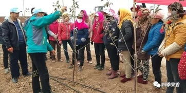 冬剪技能培訓,群英薈萃實戰(zhàn) 白水縣四季香農(nóng)業(yè)科技服務公司