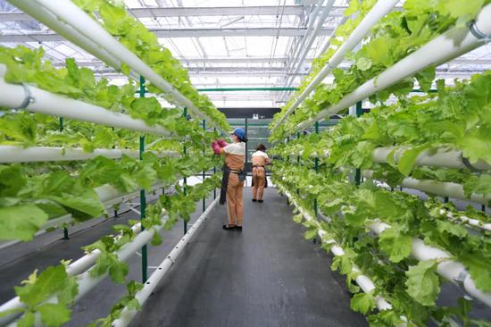 v游延邊 走進龍井 農(nóng)業(yè)科技旅游互促融合 打造立體化發(fā)展新高地