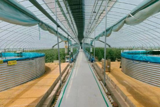 【農業科技公司】農政齊民魚菜共生智慧工廠如何&ldquo;書寫&rdquo;城市菜籃子保供答卷